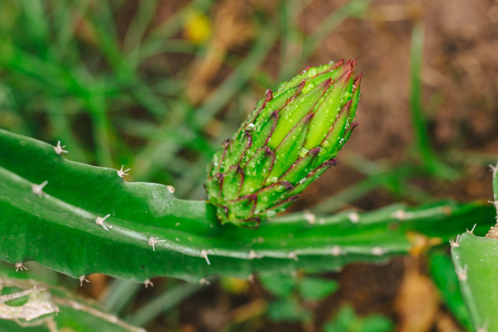 Canon EOS 700D (EOS Rebel T5i / EOS Kiss X7i) + Canon EF 50mm F1.8 STM sample photo. Thorns, dragon fruit, fruit photography