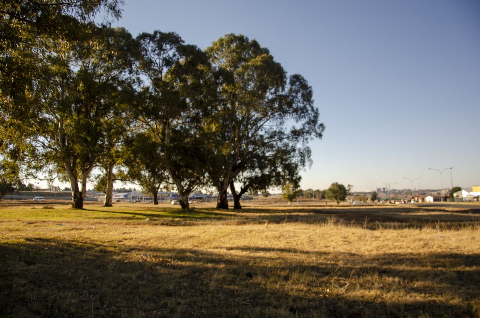 Nikon D7000 sample photo. Trees, green, field photography