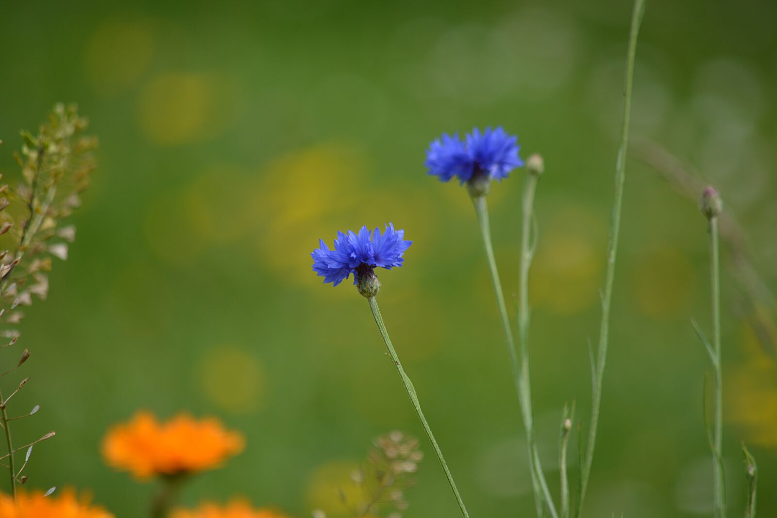 Nikon D5200 sample photo. Blueberry, flower, blueberries photography