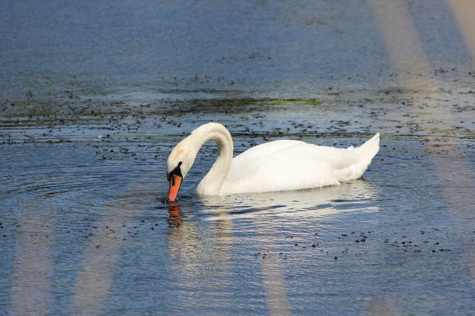 Canon EF75-300mm f/4-5.6 sample photo. Swan, water, nature photography