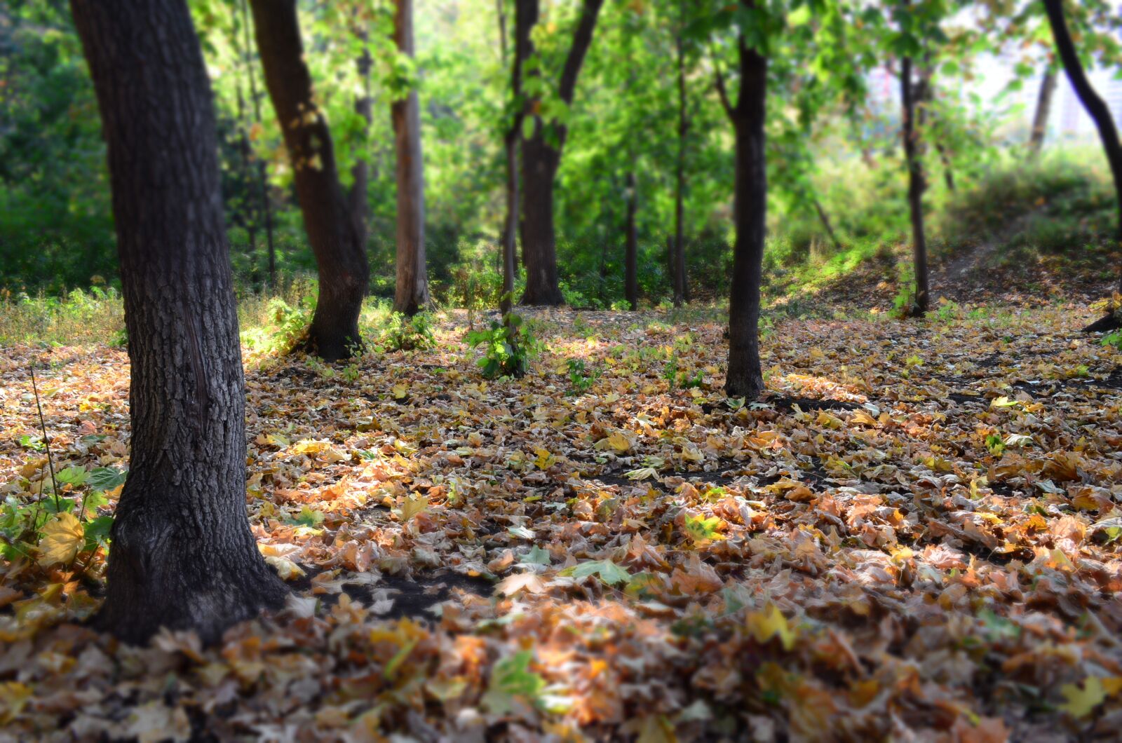 Nikon D5100 sample photo. Forest, nature, trees photography