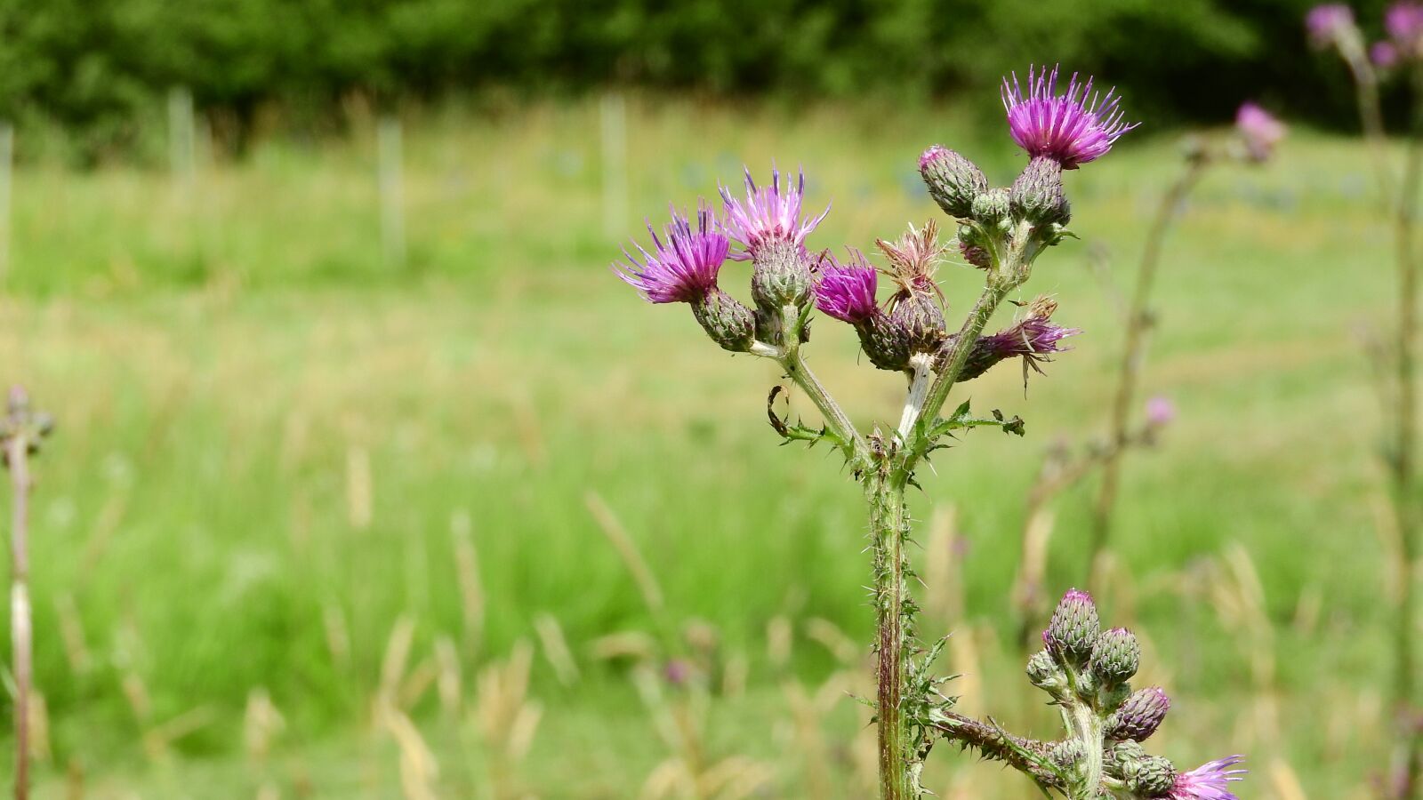 Nikon Coolpix P610 sample photo. Cirsium, flower, meadow photography