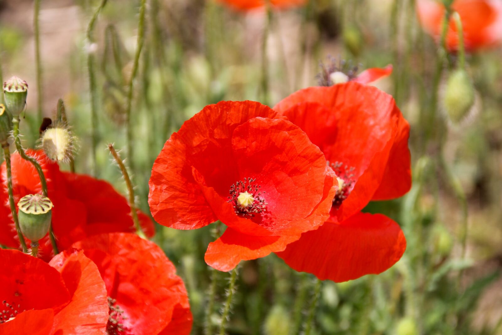 Canon EOS 1100D (EOS Rebel T3 / EOS Kiss X50) sample photo. Poppy, red, flower photography