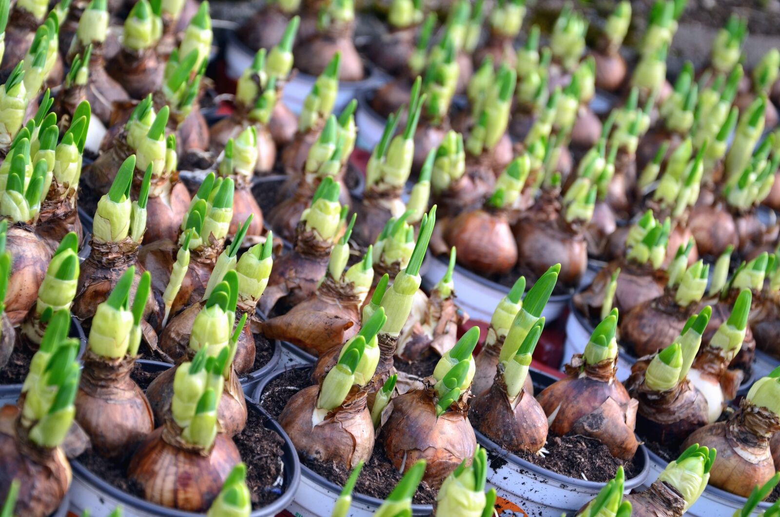 Nikon D5100 sample photo. Onion, germination, seed, plant photography