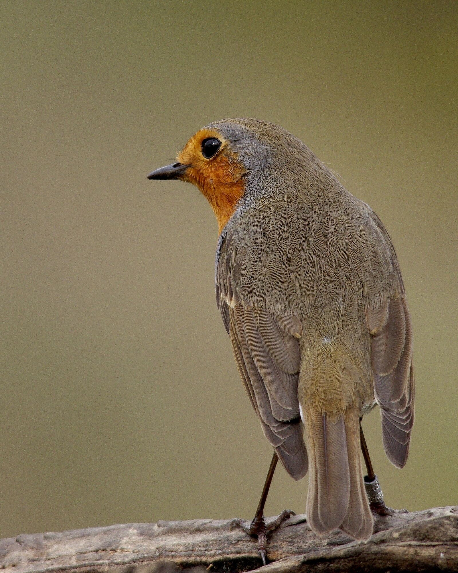 Pentax K-5 sample photo. Birds, fauna, tuscany photography