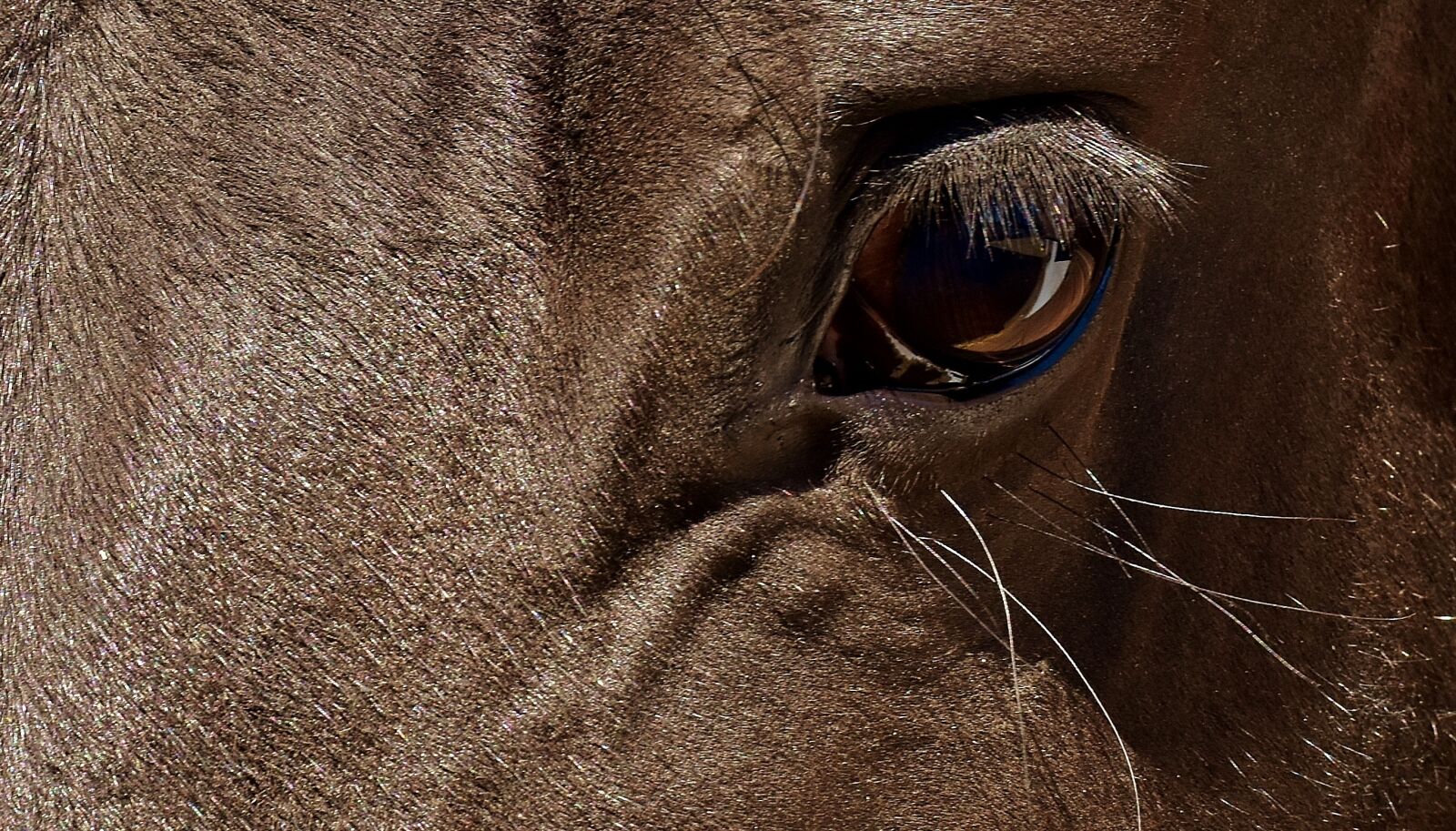 Nikon D7200 sample photo. Horse, brown, eye photography