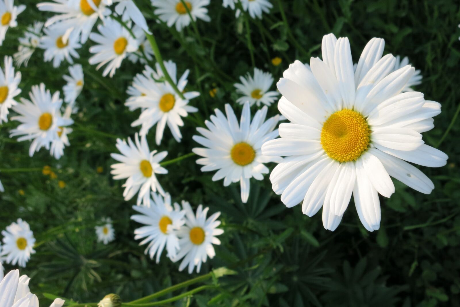 Canon PowerShot S110 sample photo. Flower, white, marguerite photography