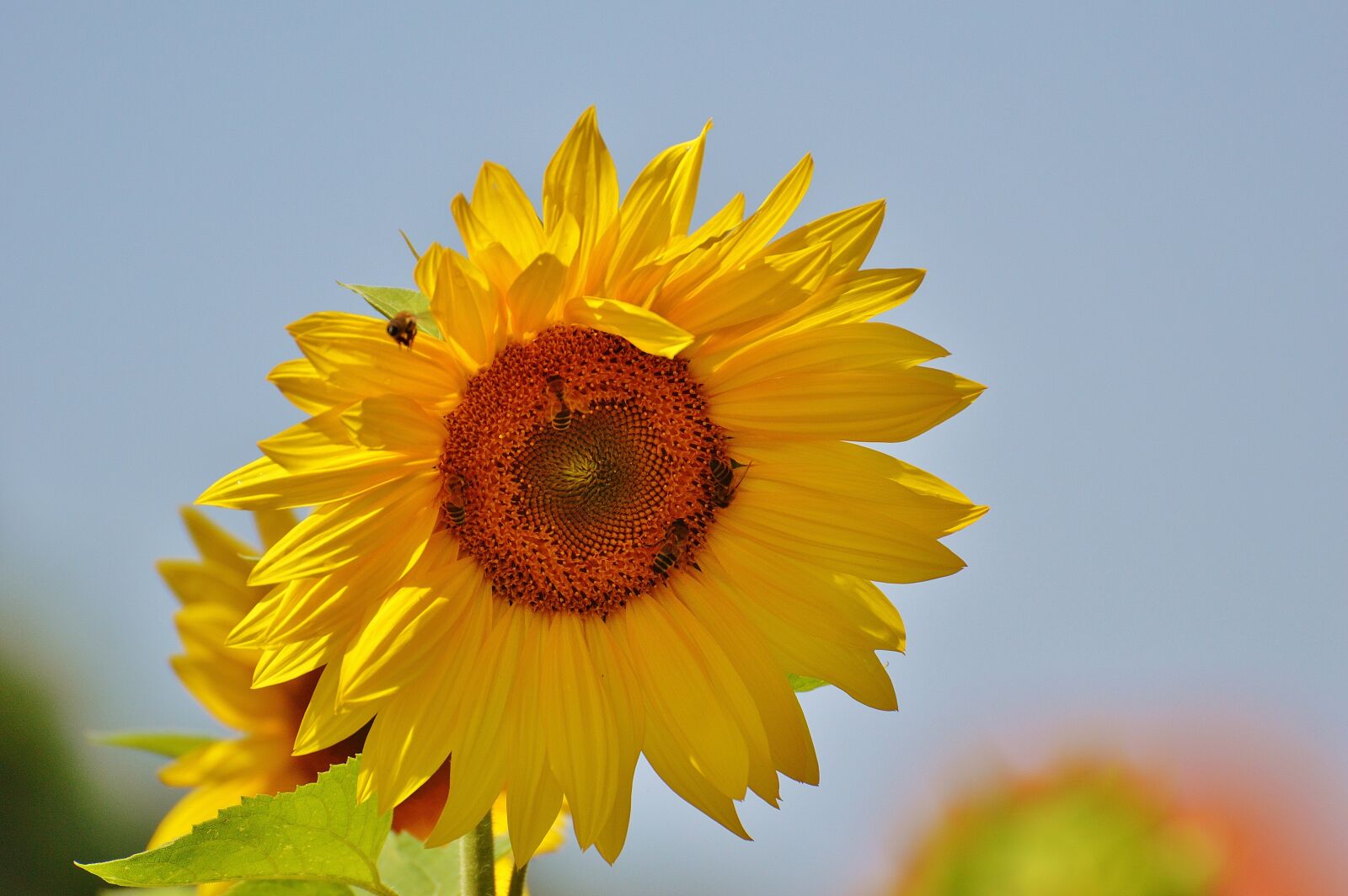 Nikon D3200 sample photo. Sunflower, bees, summer photography