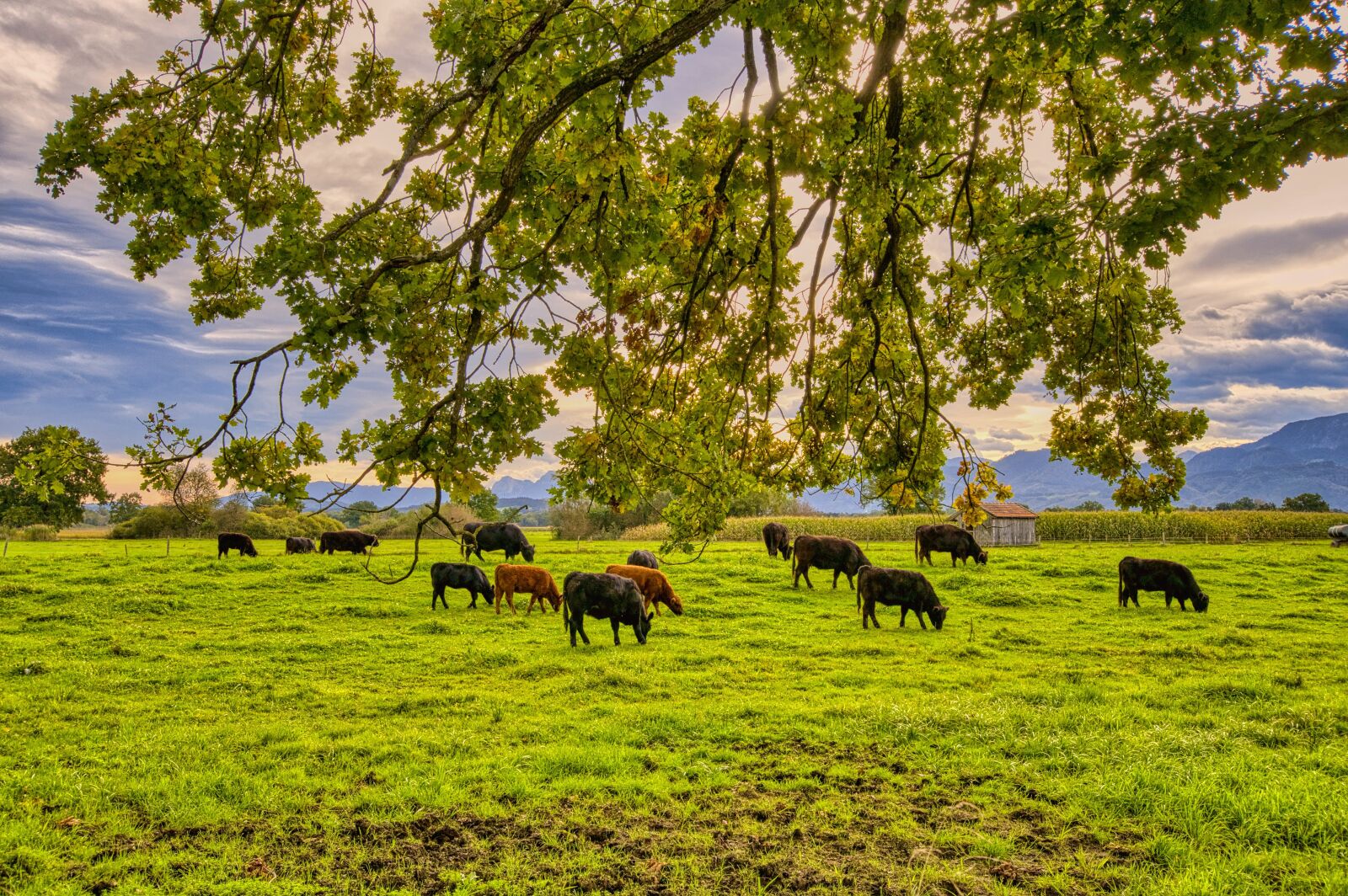 Nikon D7500 sample photo. Nature, pasture, livestock photography