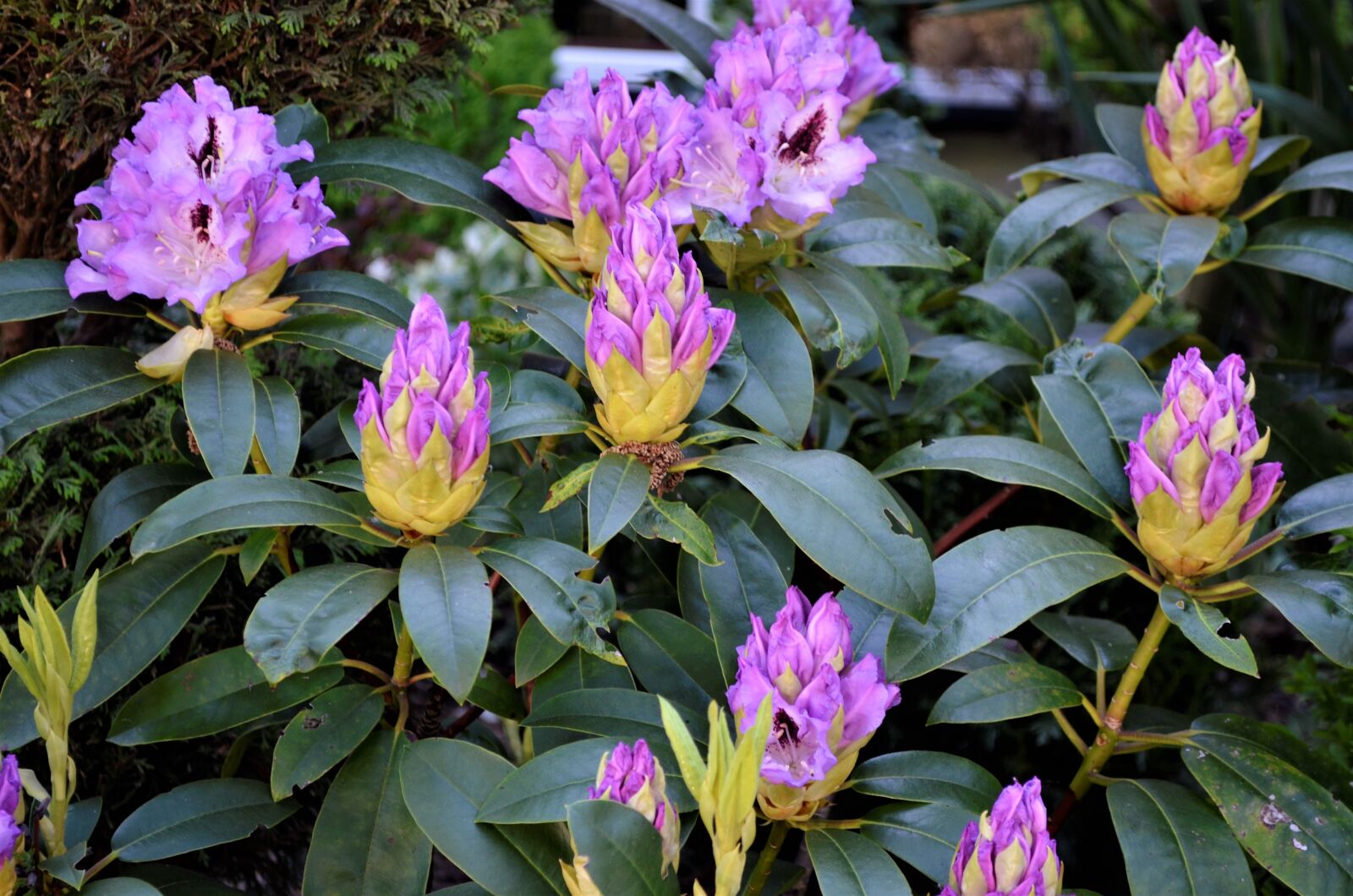 Nikon D5100 sample photo. Nature, plant, garden photography