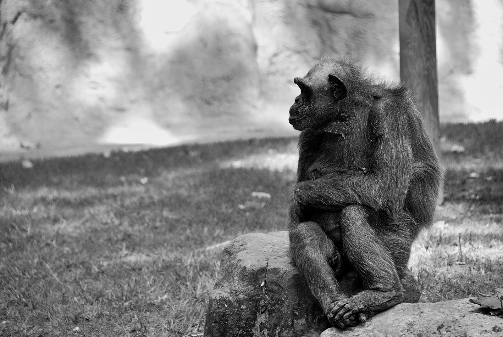 Nikon D80 sample photo. Chimpanzee, ape, monkey photography