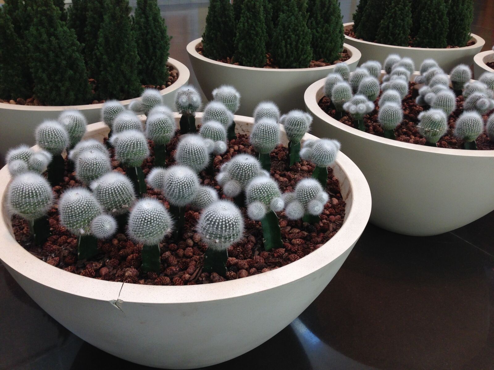 iPhone 5 back camera 4.12mm f/2.4 sample photo. Texas, cactus, mall photography