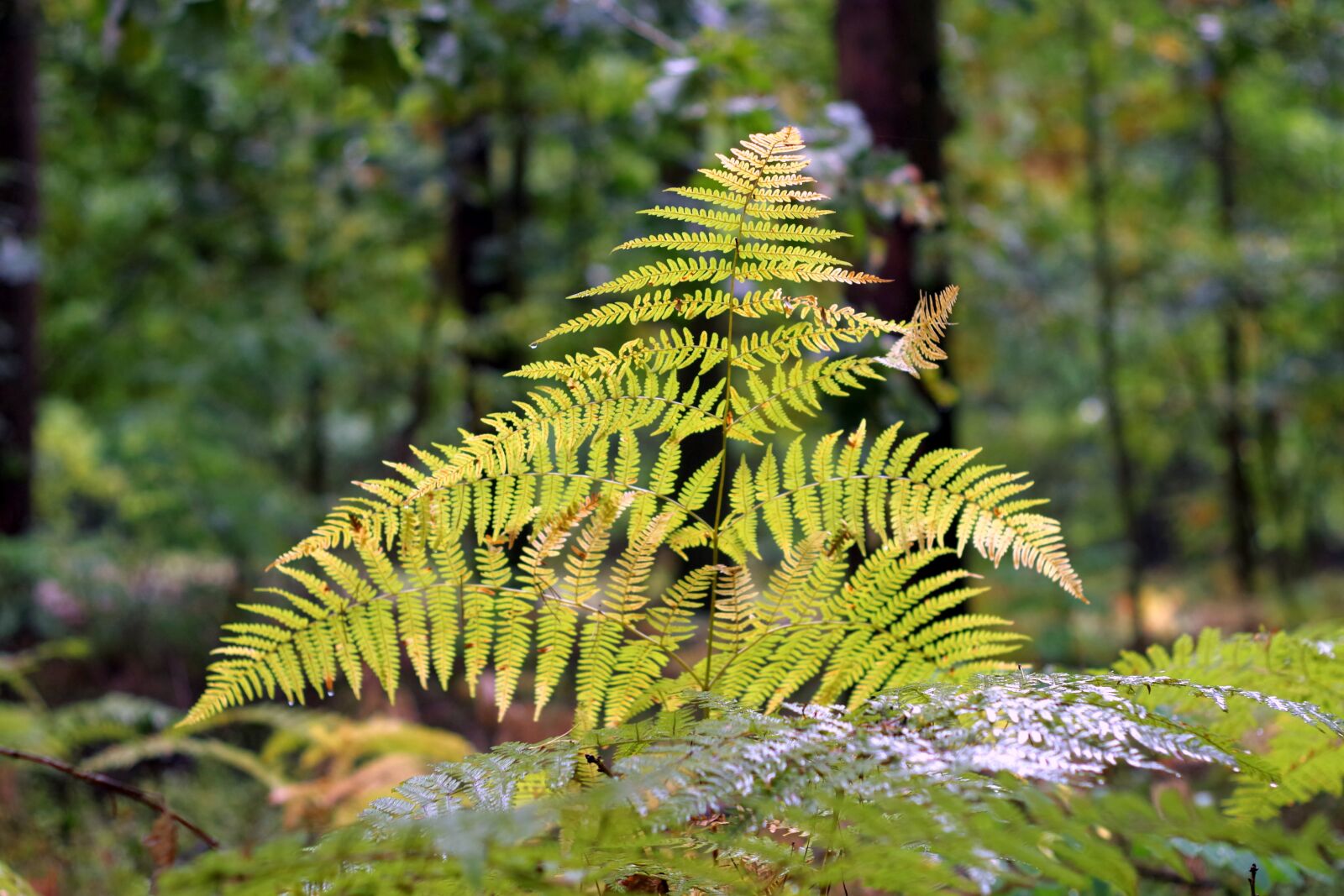 Pentax K-S2 sample photo. Fern, autumn, po k photography