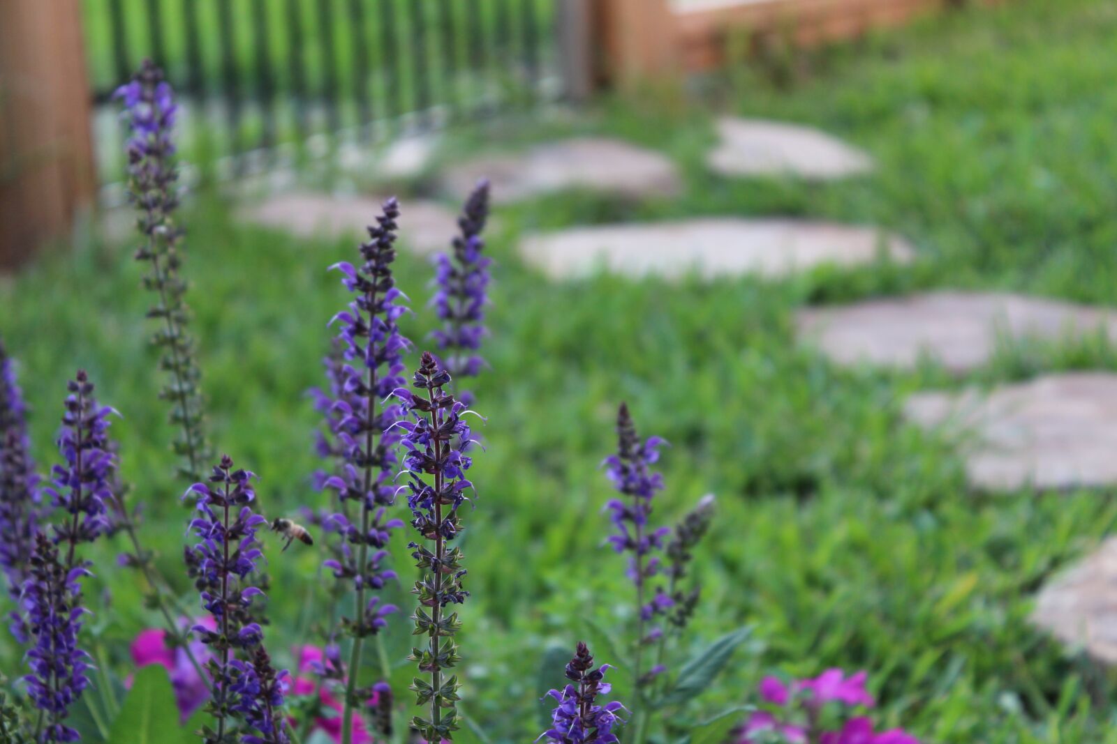Canon EOS 1200D (EOS Rebel T5 / EOS Kiss X70 / EOS Hi) sample photo. Blue bonnet, nature, plant photography
