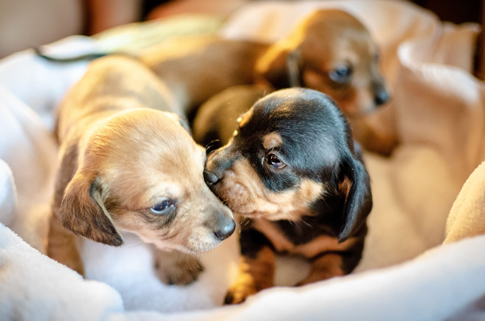 Nikon D5100 sample photo. Puppies, puppy, pup photography
