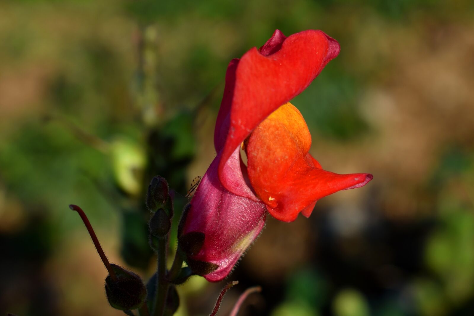 Nikon D3500 sample photo. Snapdragon, flower, garden photography