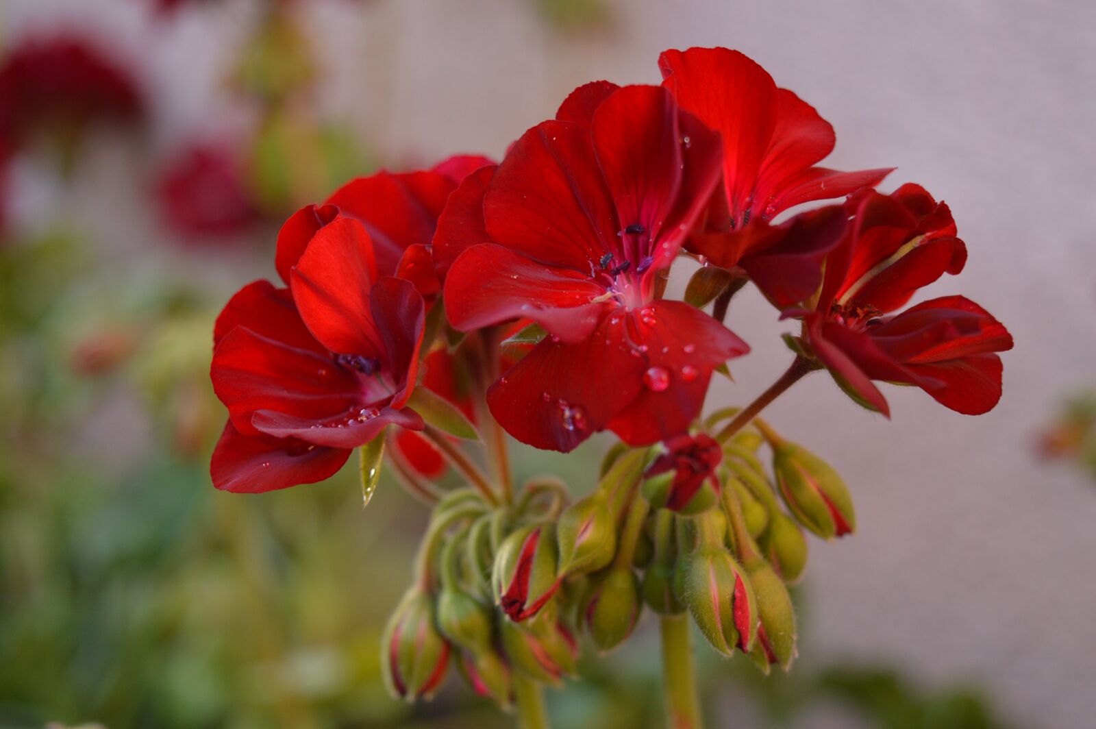 Nikon D3200 sample photo. Geraniums, flowers, red flowers photography