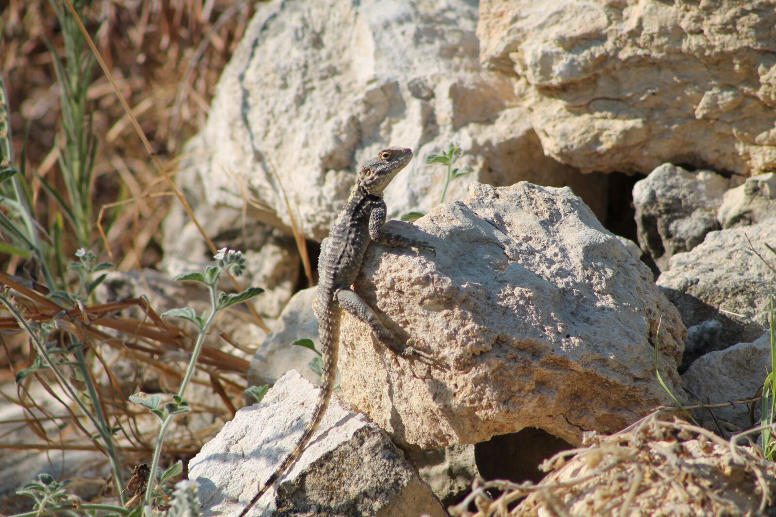 Canon EOS 1100D (EOS Rebel T3 / EOS Kiss X50) + Canon EF75-300mm f/4-5.6 sample photo. Lizard, reptile, animal photography