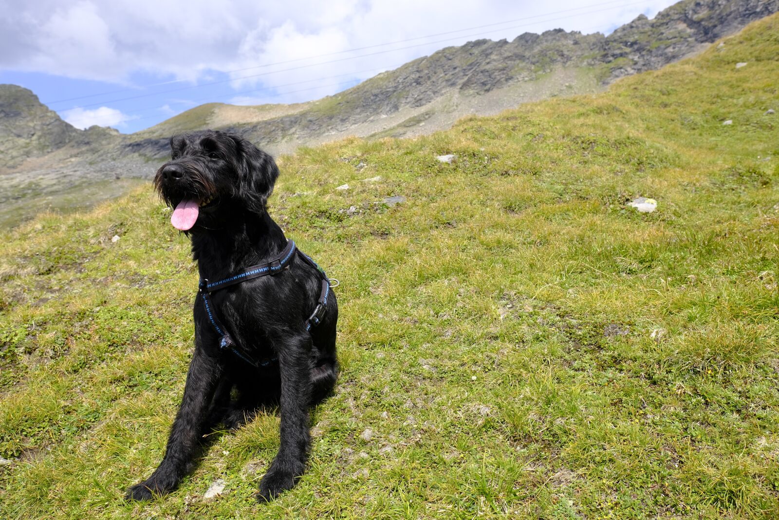 Fujifilm X-T2 sample photo. Dog, pet, labradoodle photography