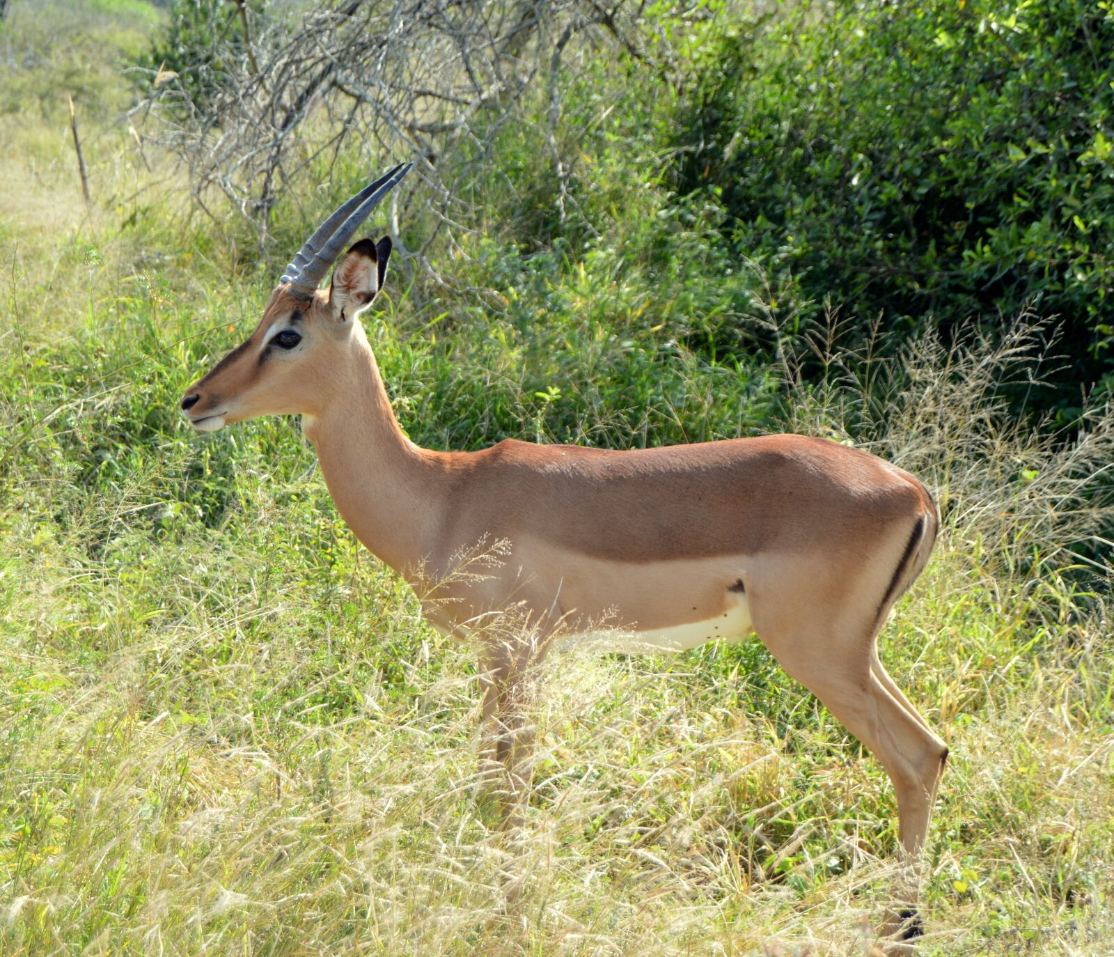 Nikon D3200 sample photo. Antelope, wildlife, mammal photography