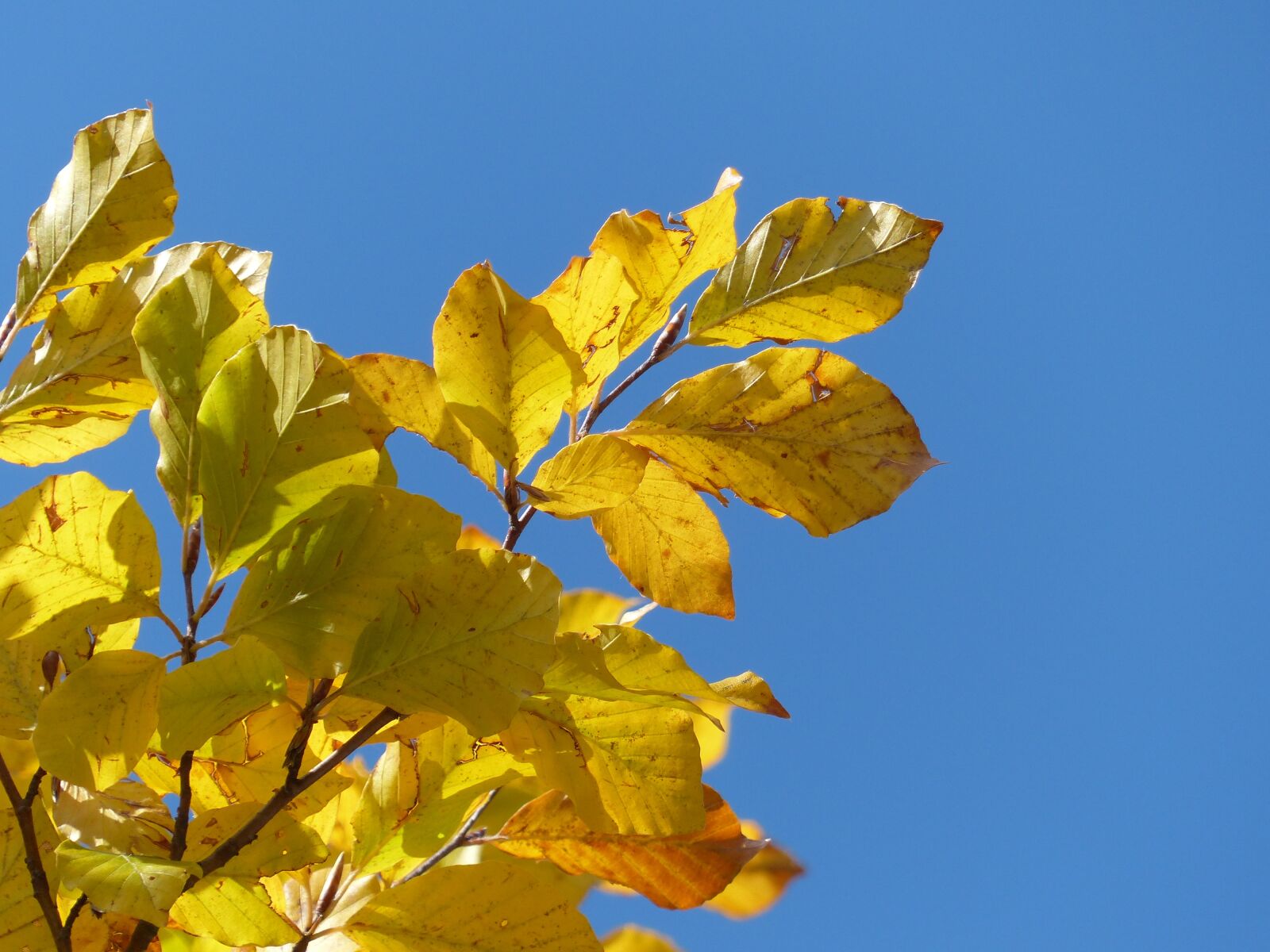Panasonic Lumix DMC-FZ200 sample photo. Leaf, autumn, nature photography
