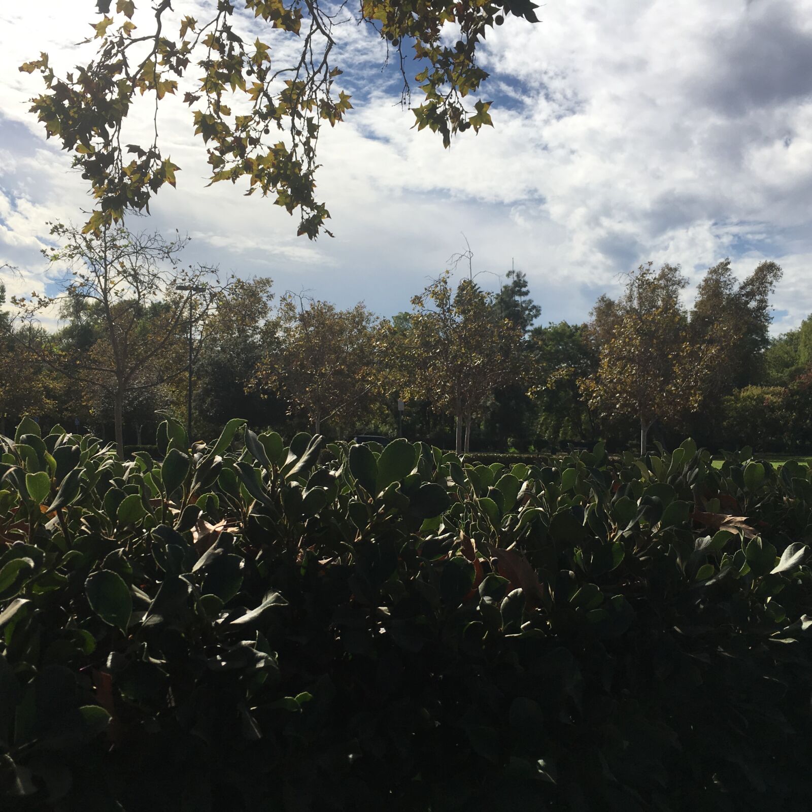 iPhone 6s back camera 4.15mm f/2.2 sample photo. Blue, sky, clouds, green photography