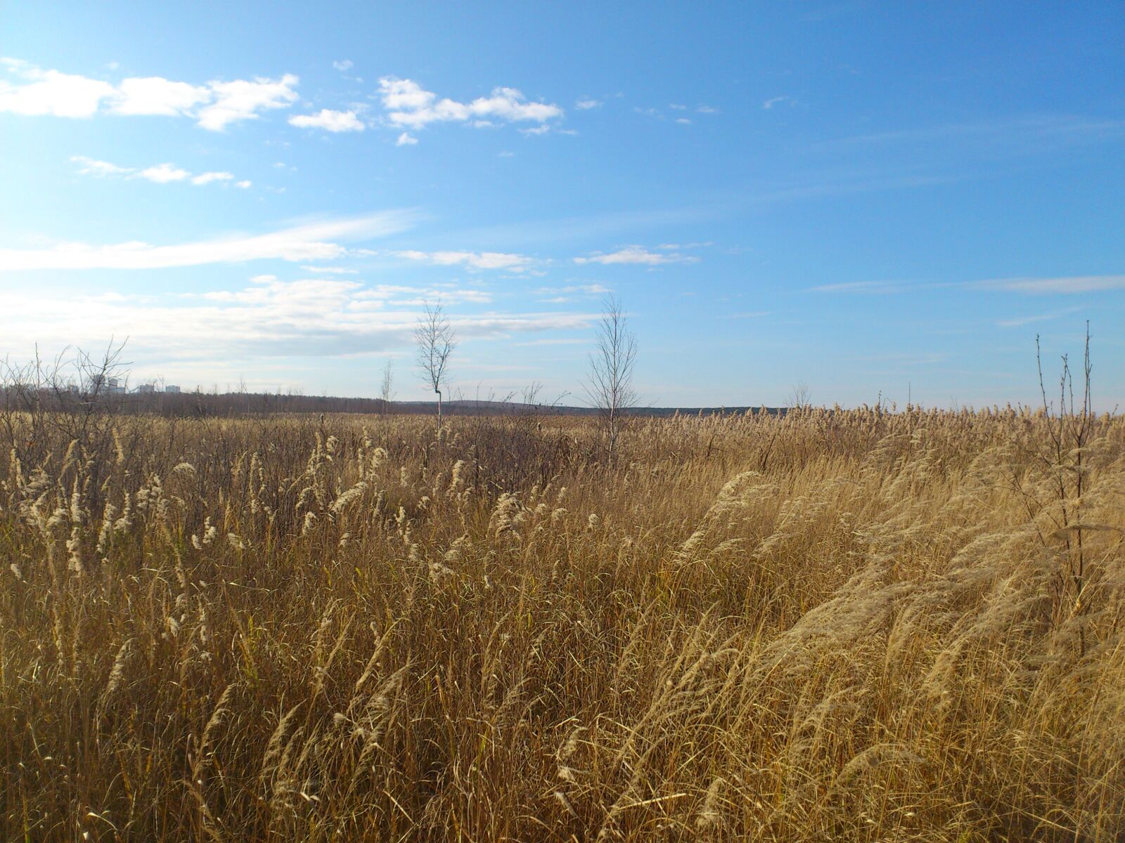 Sony Ericsson Xperia Arc sample photo. Nature, grass, field photography