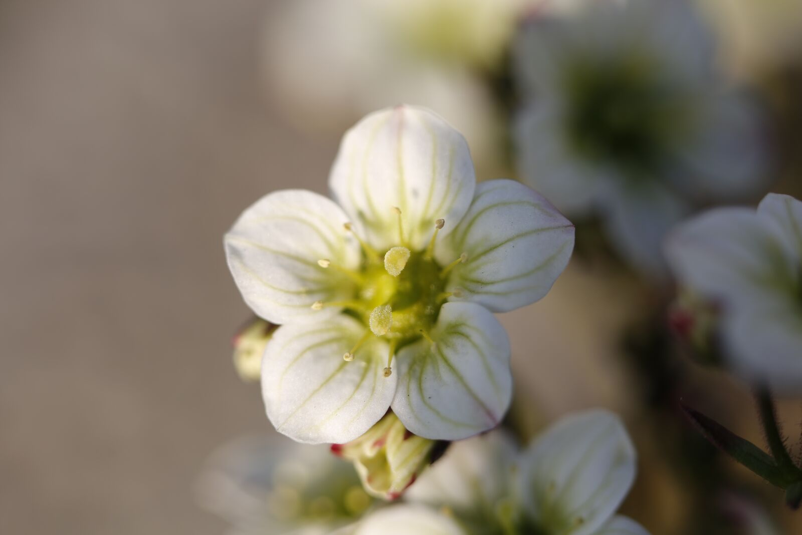 Canon EF 100mm F2.8L Macro IS USM sample photo. White, spring, flower photography