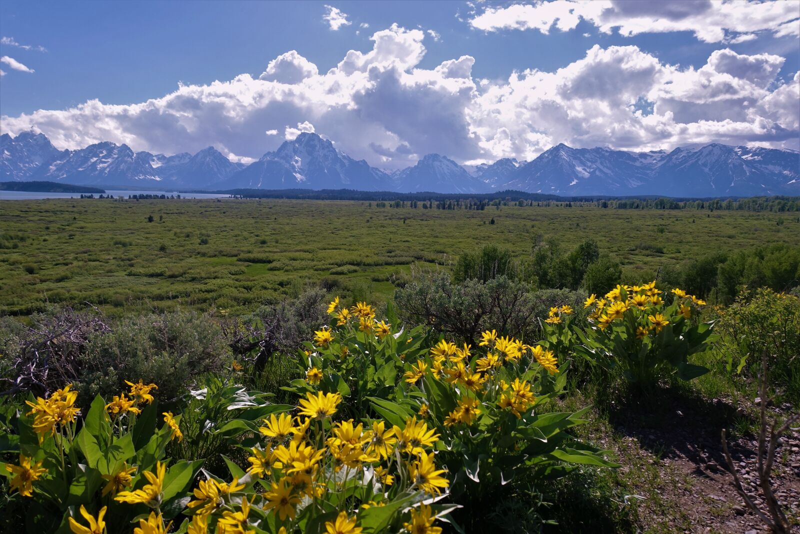 Sony Cyber-shot DSC-RX100 III sample photo. Wyoming, tetons, yellow flowers photography