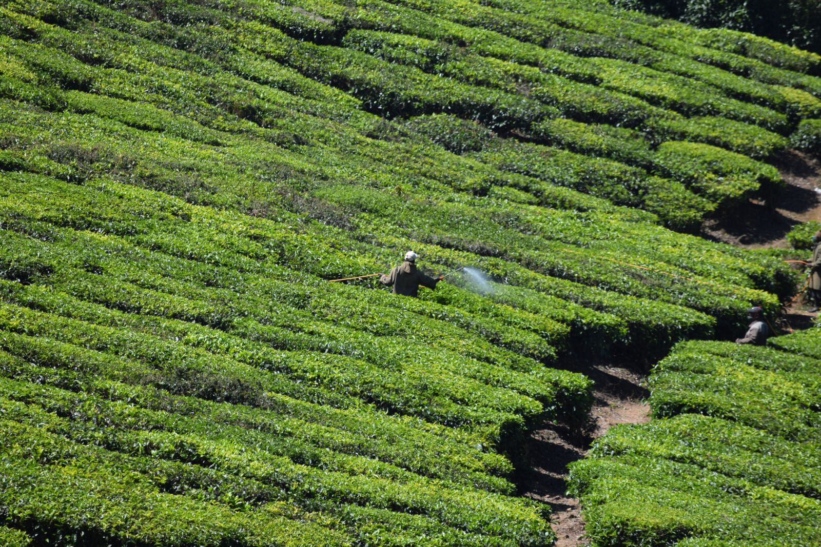 Nikon D3300 sample photo. Tea estate, tea plant photography