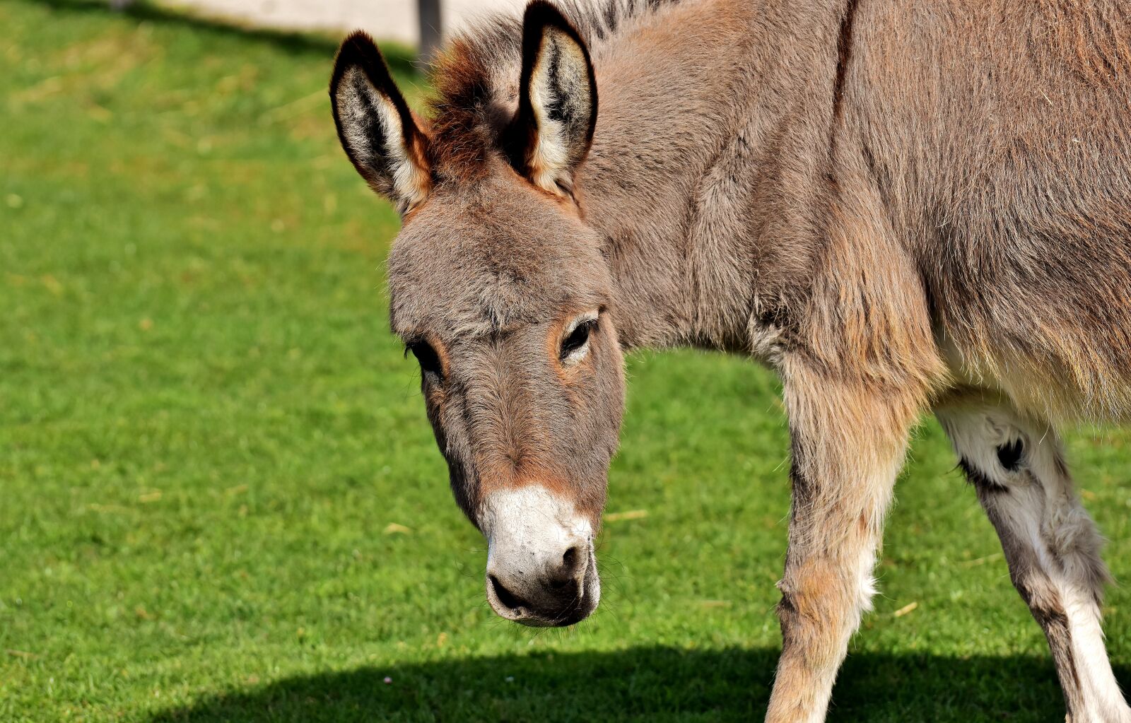 Nikon D7200 sample photo. Donkey, animal, nature photography