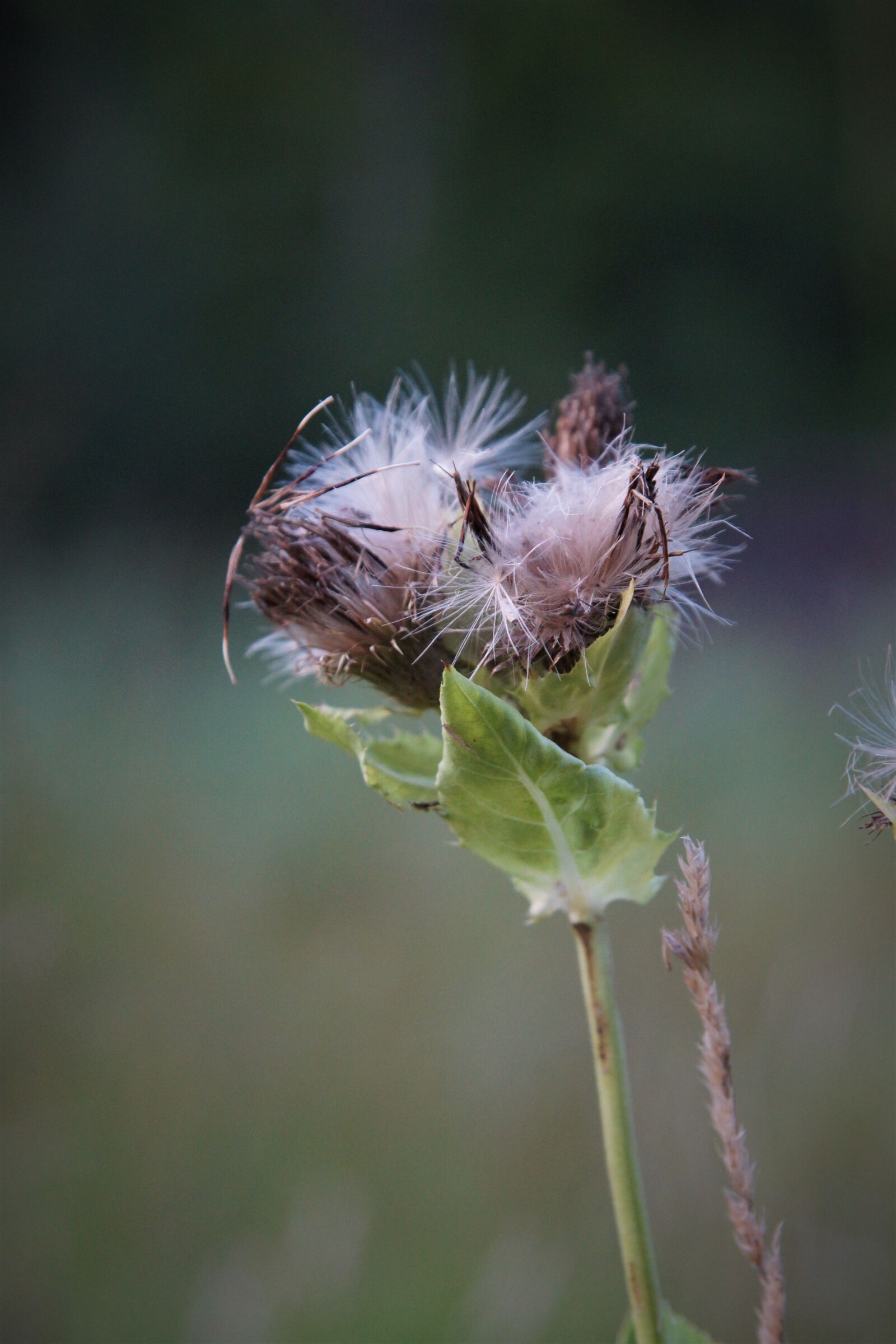 Sony SLT-A65 (SLT-A65V) + 24-70mm F2.8 sample photo. Plant, close up, wild photography