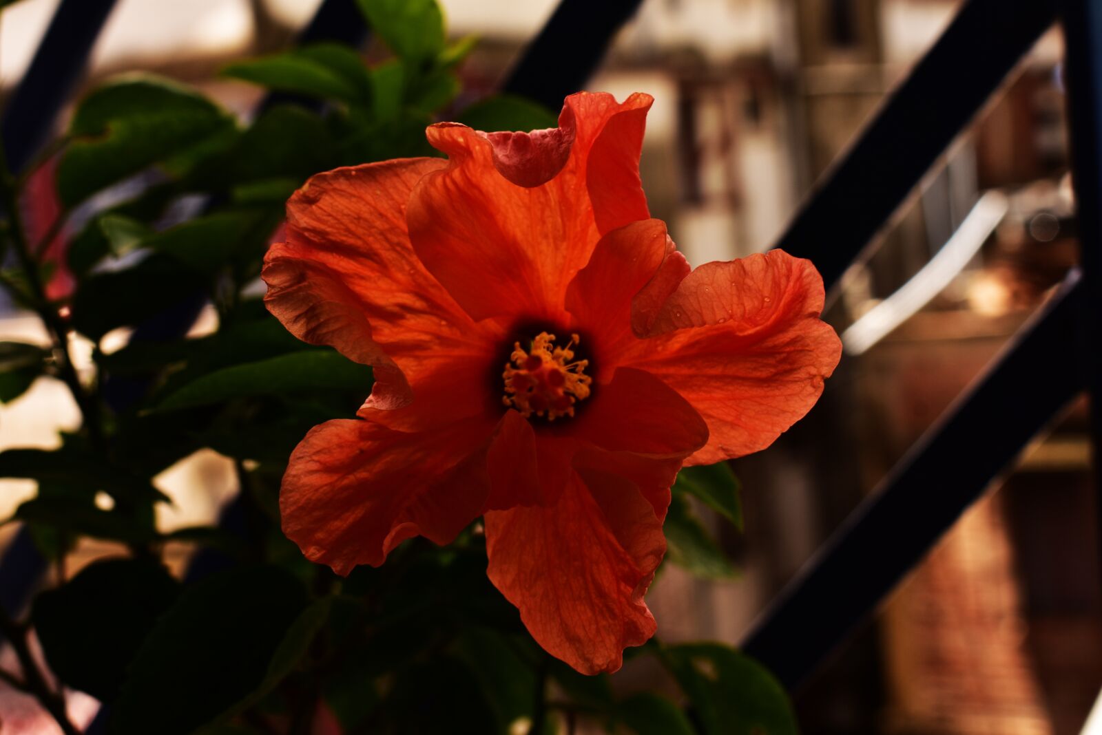 Nikon D3400 sample photo. Flower, red, nature photography