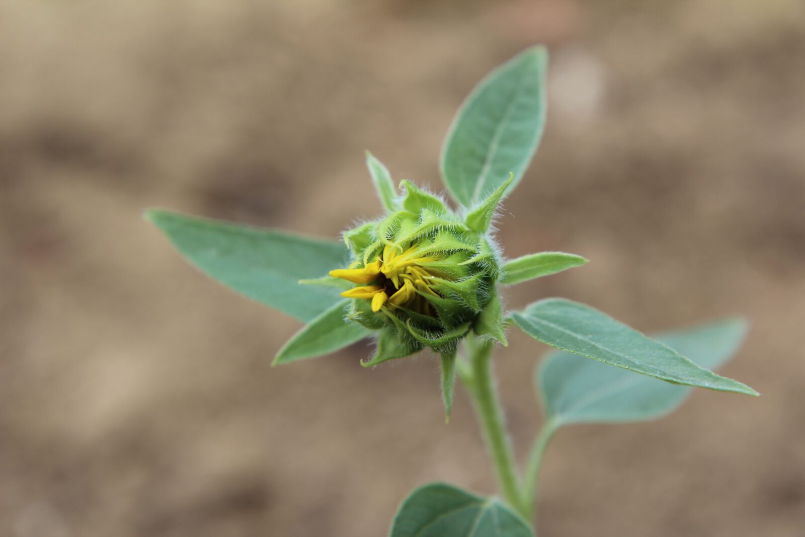 Canon EOS 600D (Rebel EOS T3i / EOS Kiss X5) sample photo. Sunflower, sunflower button, flowering photography