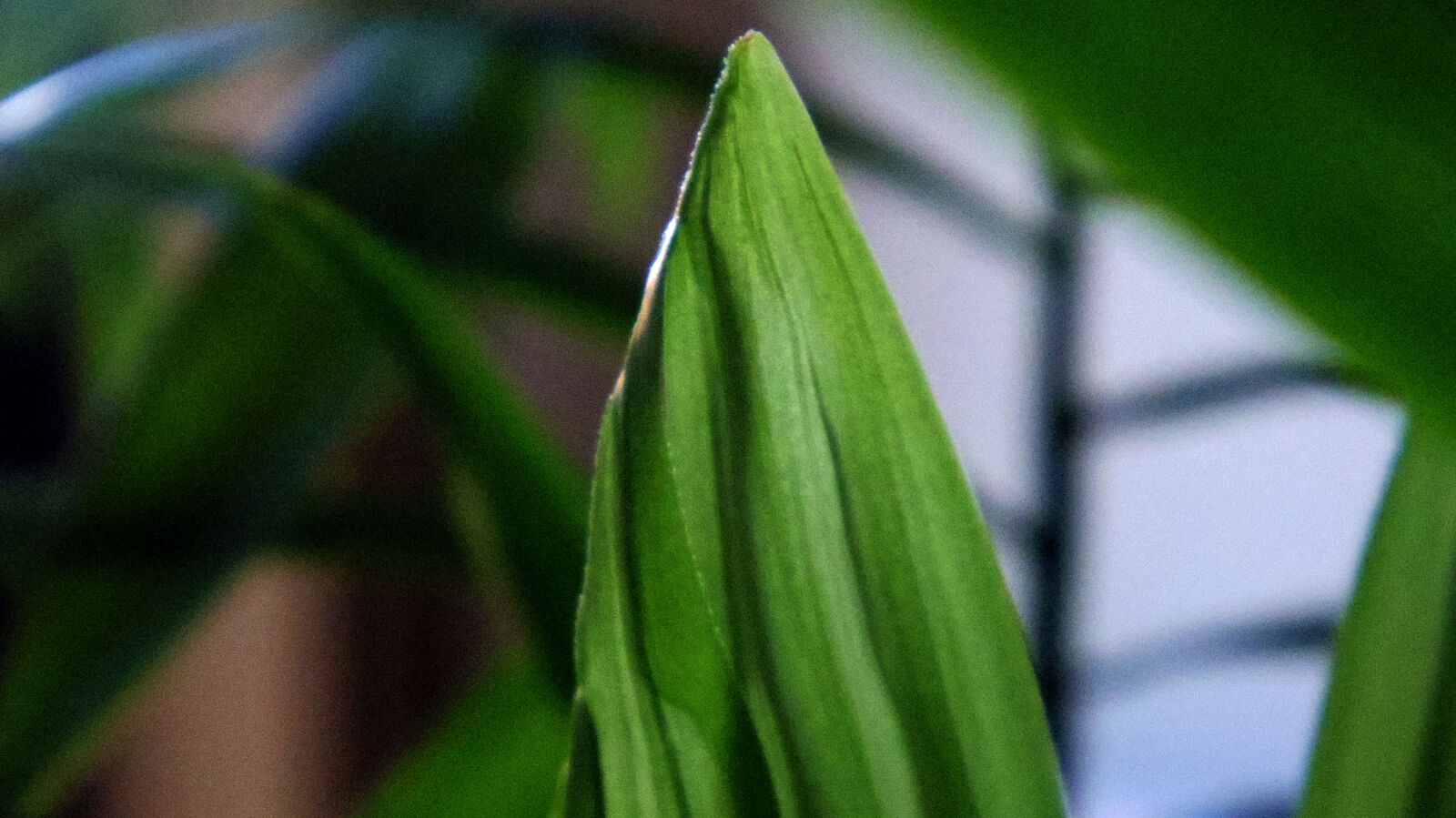 Pentax Q10 sample photo. Leaves photography
