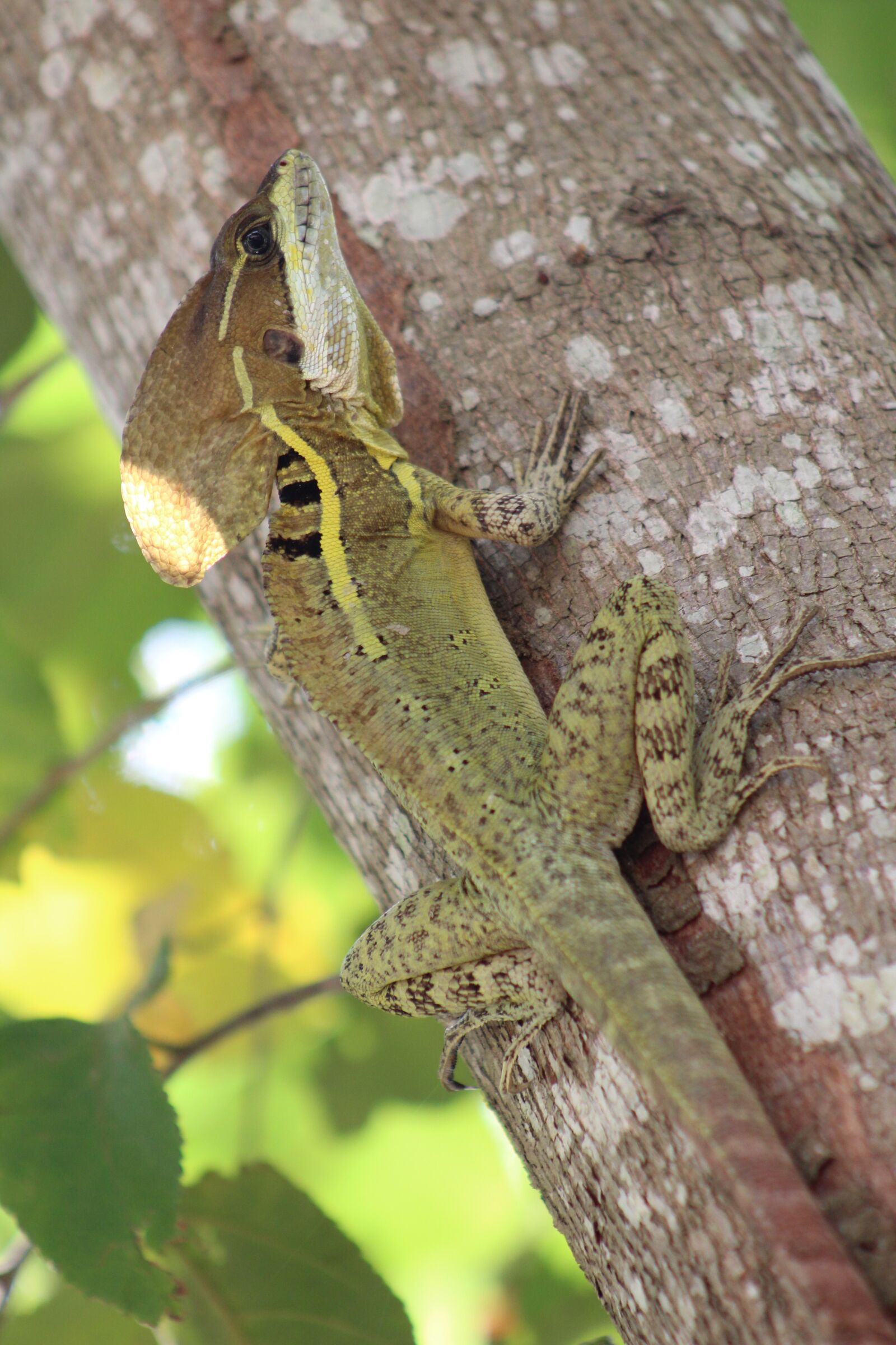 Canon EOS 1300D (EOS Rebel T6 / EOS Kiss X80) sample photo. Reptile, tabasco, mexico photography