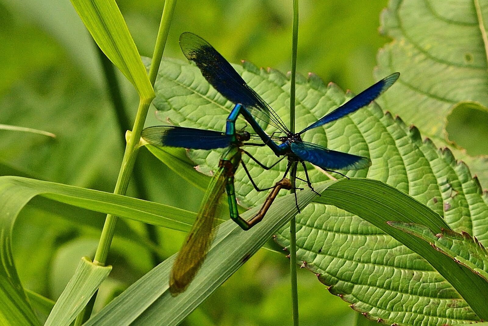 Nikon D5200 sample photo. Dragonflies, insect, wing photography