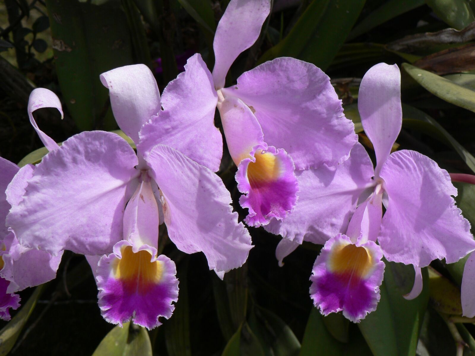 Panasonic DMC-FZ5 sample photo. Orchid, flower, colombia photography
