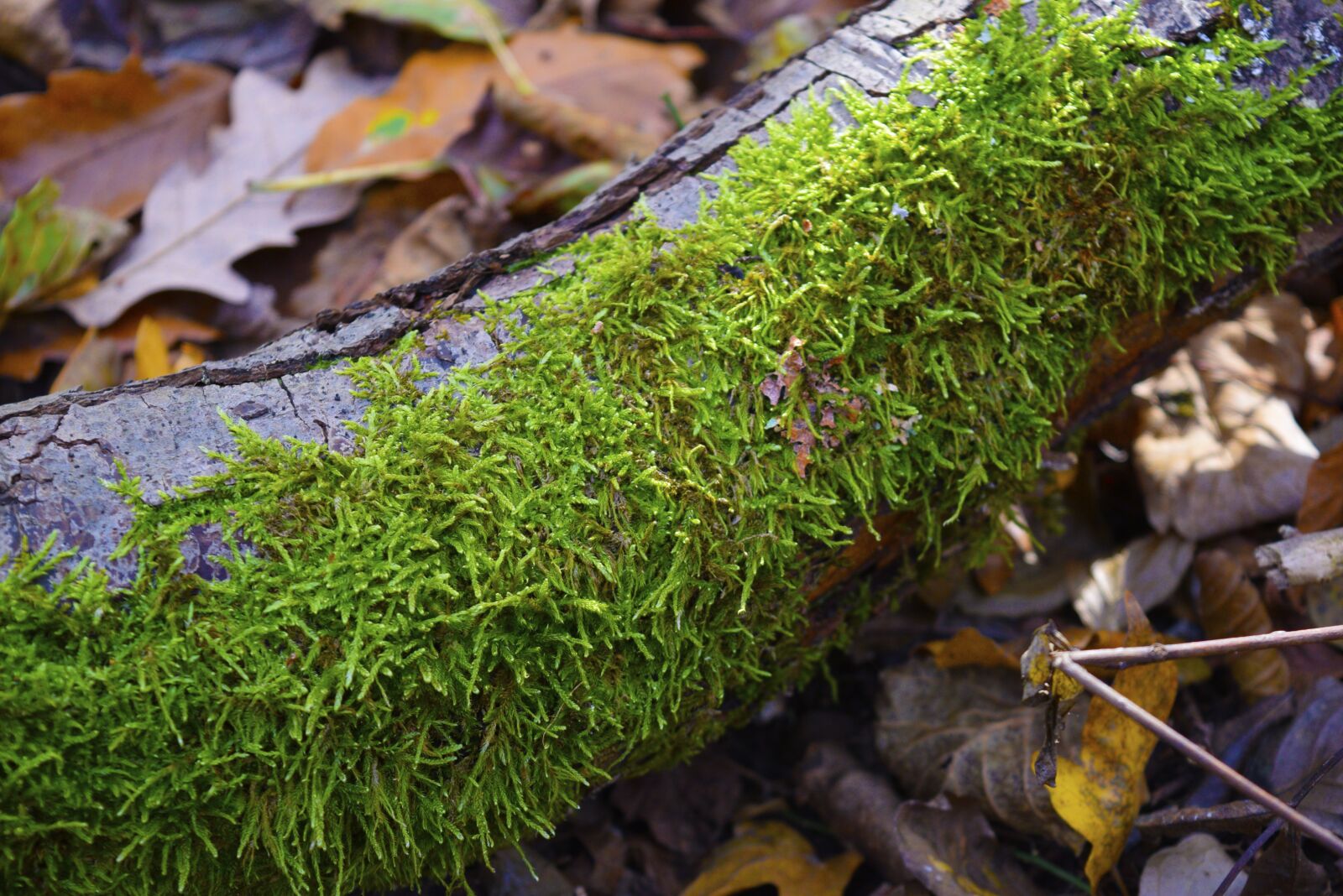 Nikon D3300 sample photo. Moss, nature, forest photography