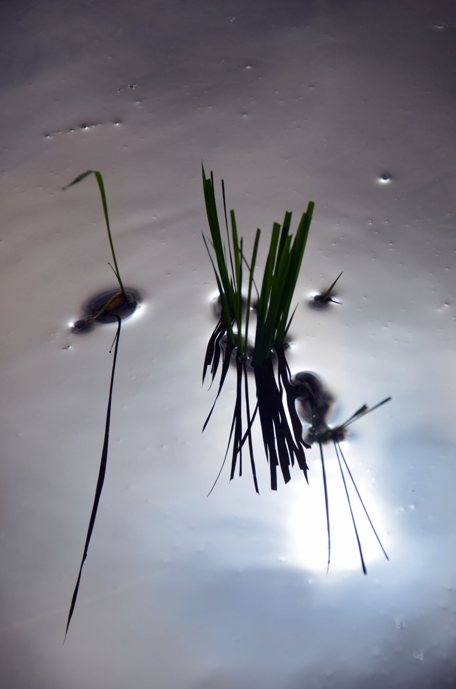 Nikon D7000 sample photo. Rice, rice field, reflections photography