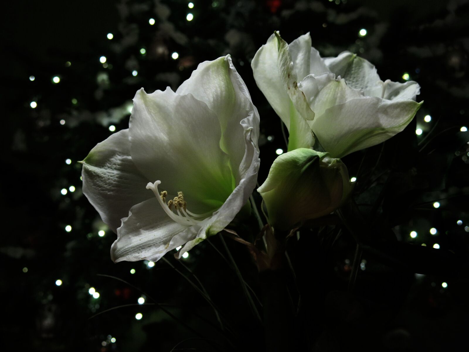Canon PowerShot G15 sample photo. Amaryllis plant, hippeastrum intokasie photography