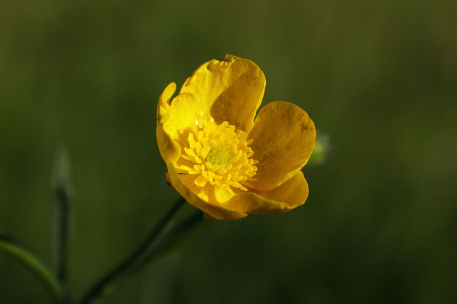 Canon EOS 50D sample photo. Buttercup, yellow, flower photography