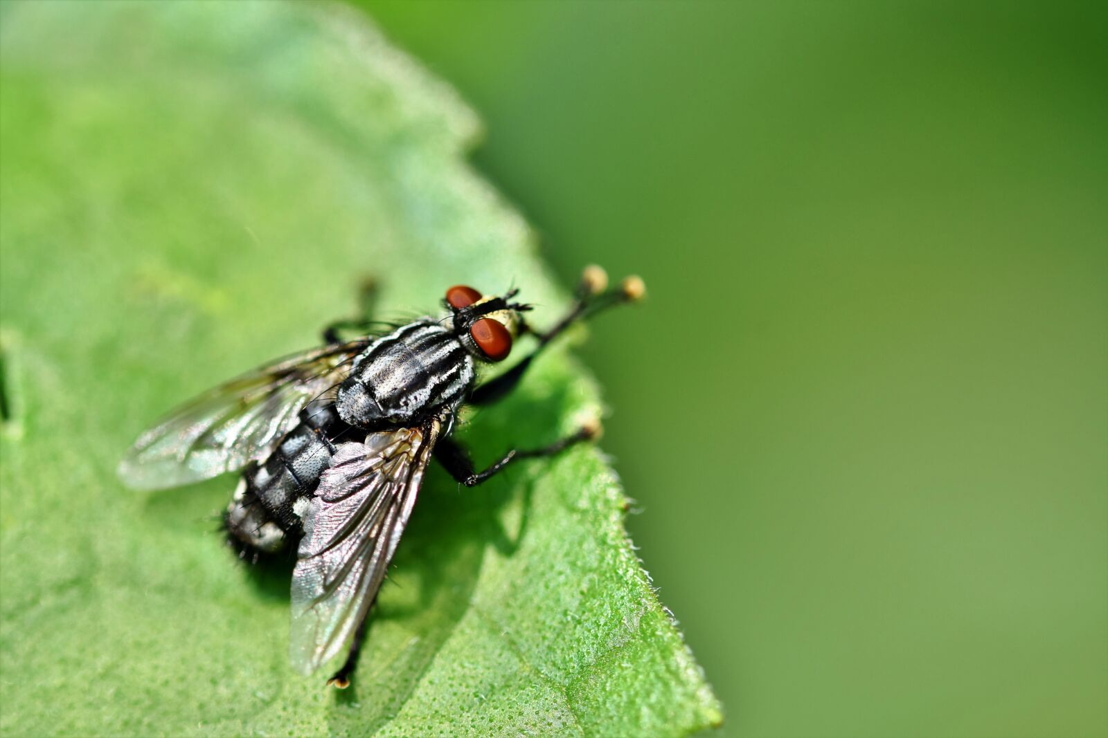 Nikon D7200 sample photo. Fly, insect, wing photography