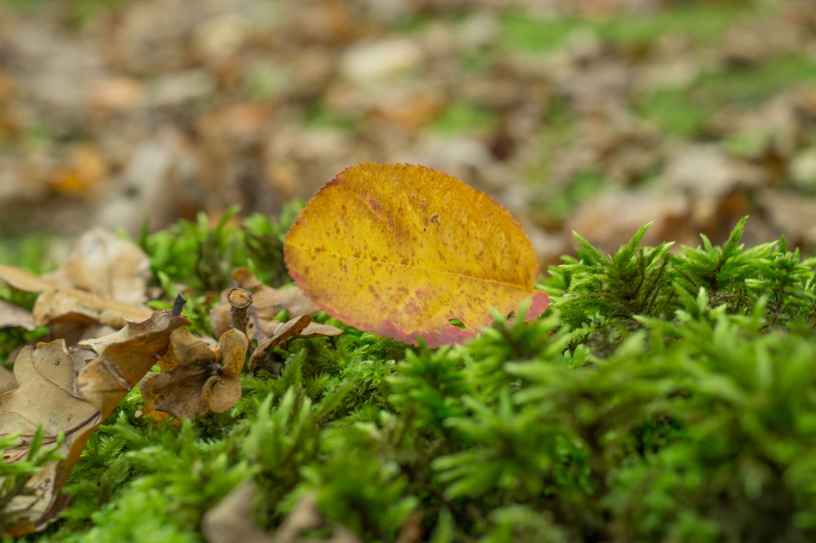 Sony DT 35mm F1.8 SAM sample photo. Autumn, flora, forest, leaf photography