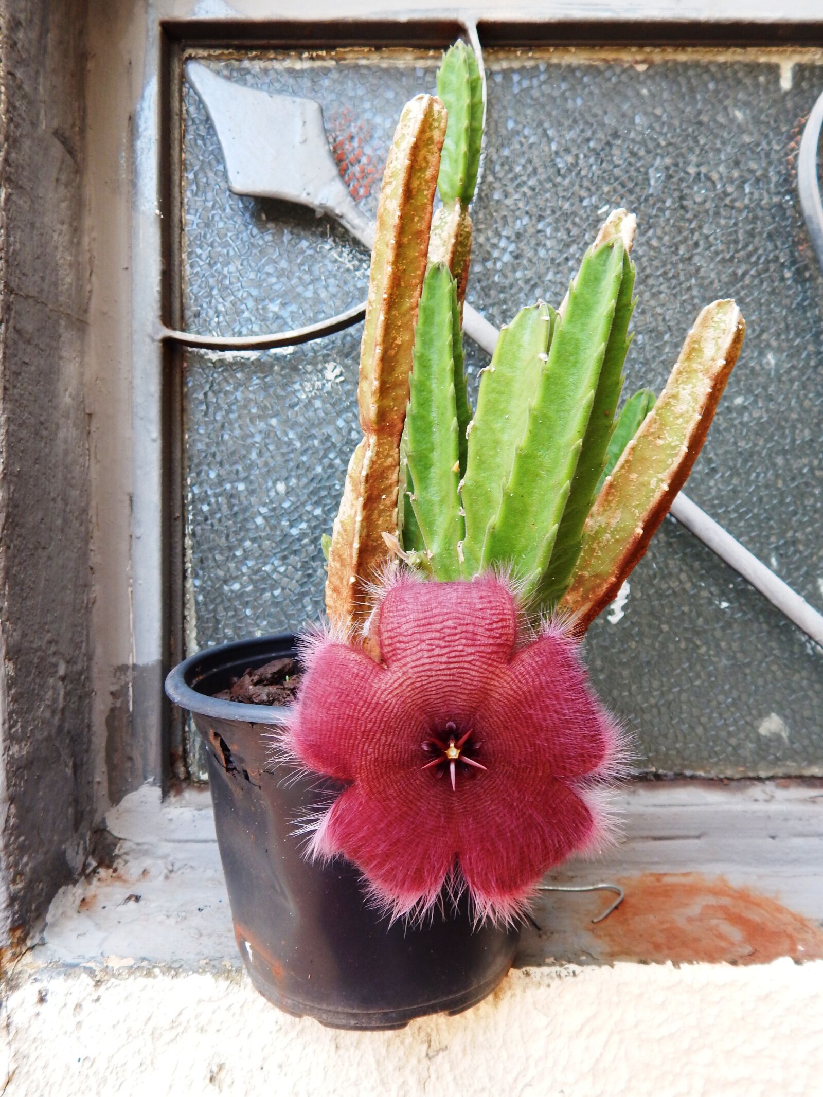 Nikon Coolpix L830 sample photo. Flower, red flower, hairy photography