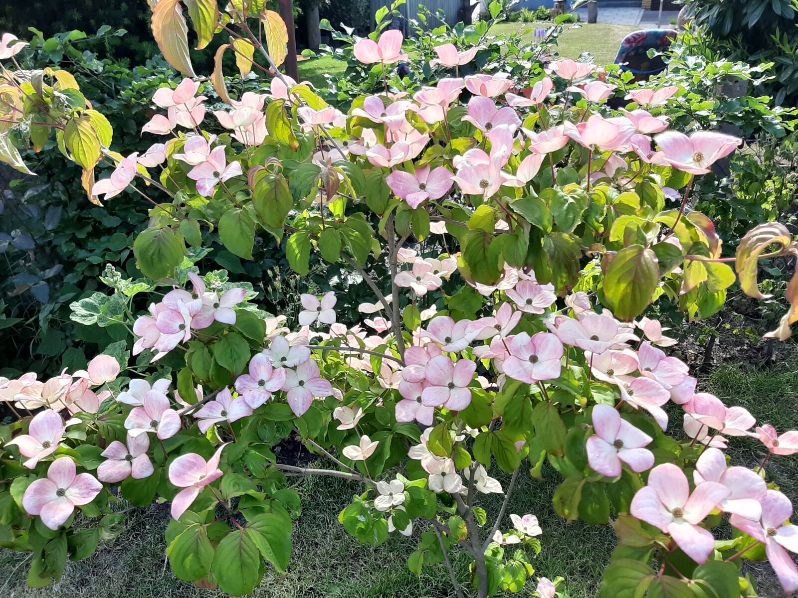 Samsung Galaxy A50 sample photo. Dogwood flower, susan, bush photography