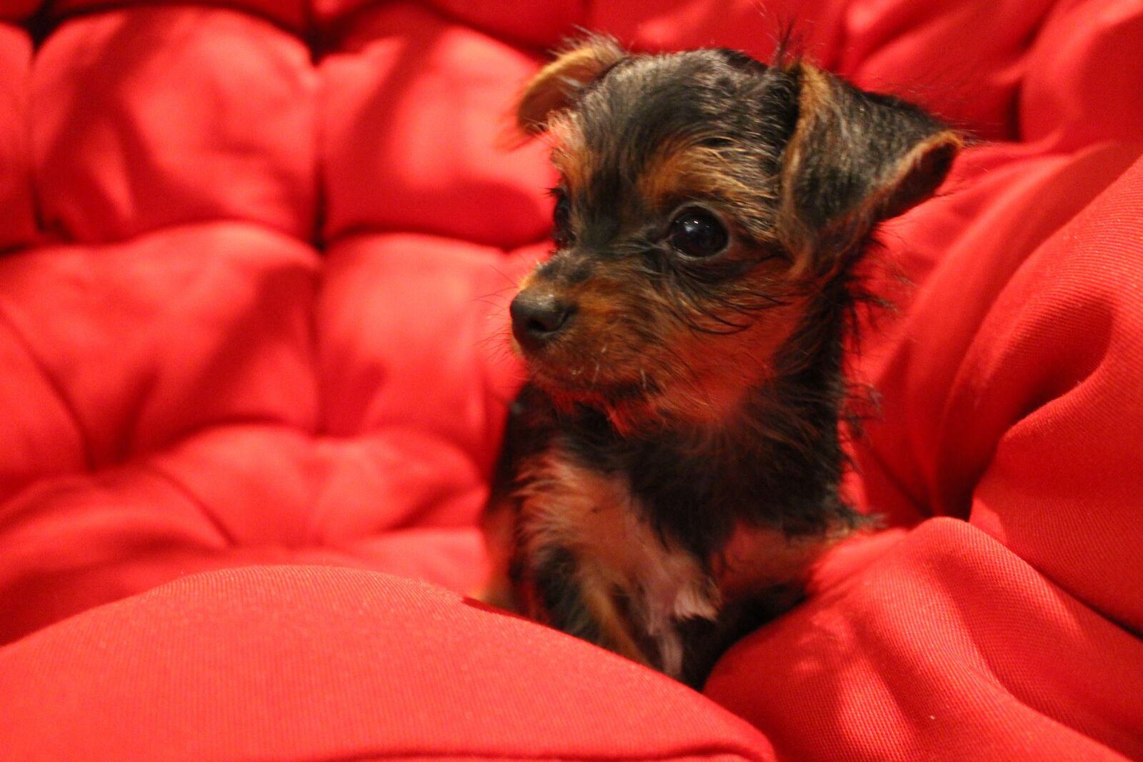 Canon EOS 700D (EOS Rebel T5i / EOS Kiss X7i) sample photo. Yorkie, pet, cute photography