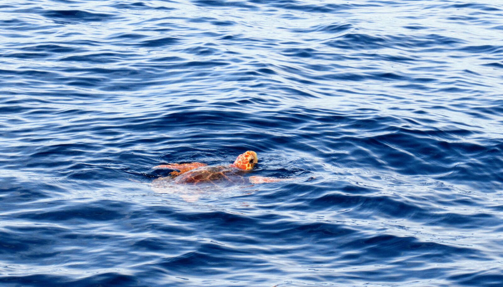Canon PowerShot SX620 HS sample photo. Loggerhead turtle, sea turtle photography