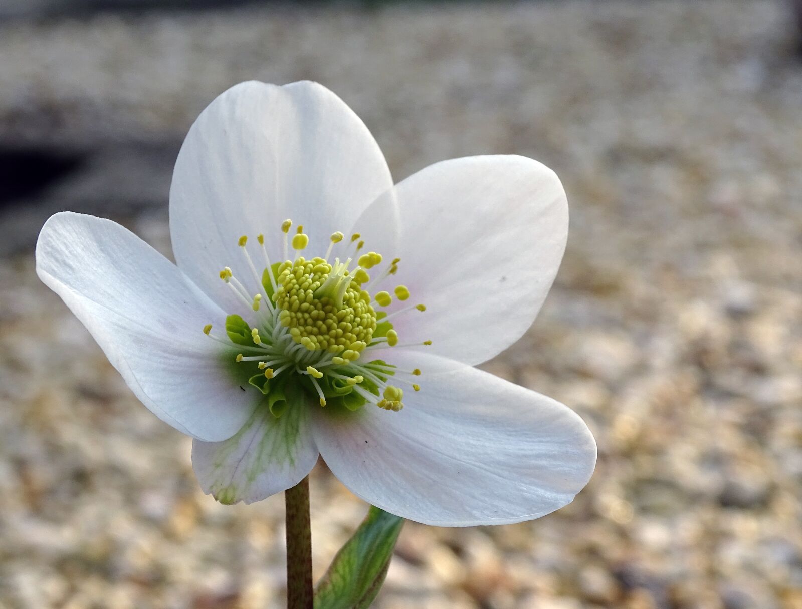 Sony Cyber-shot DSC-HX400V sample photo. Christmas rose, anemone blanda photography