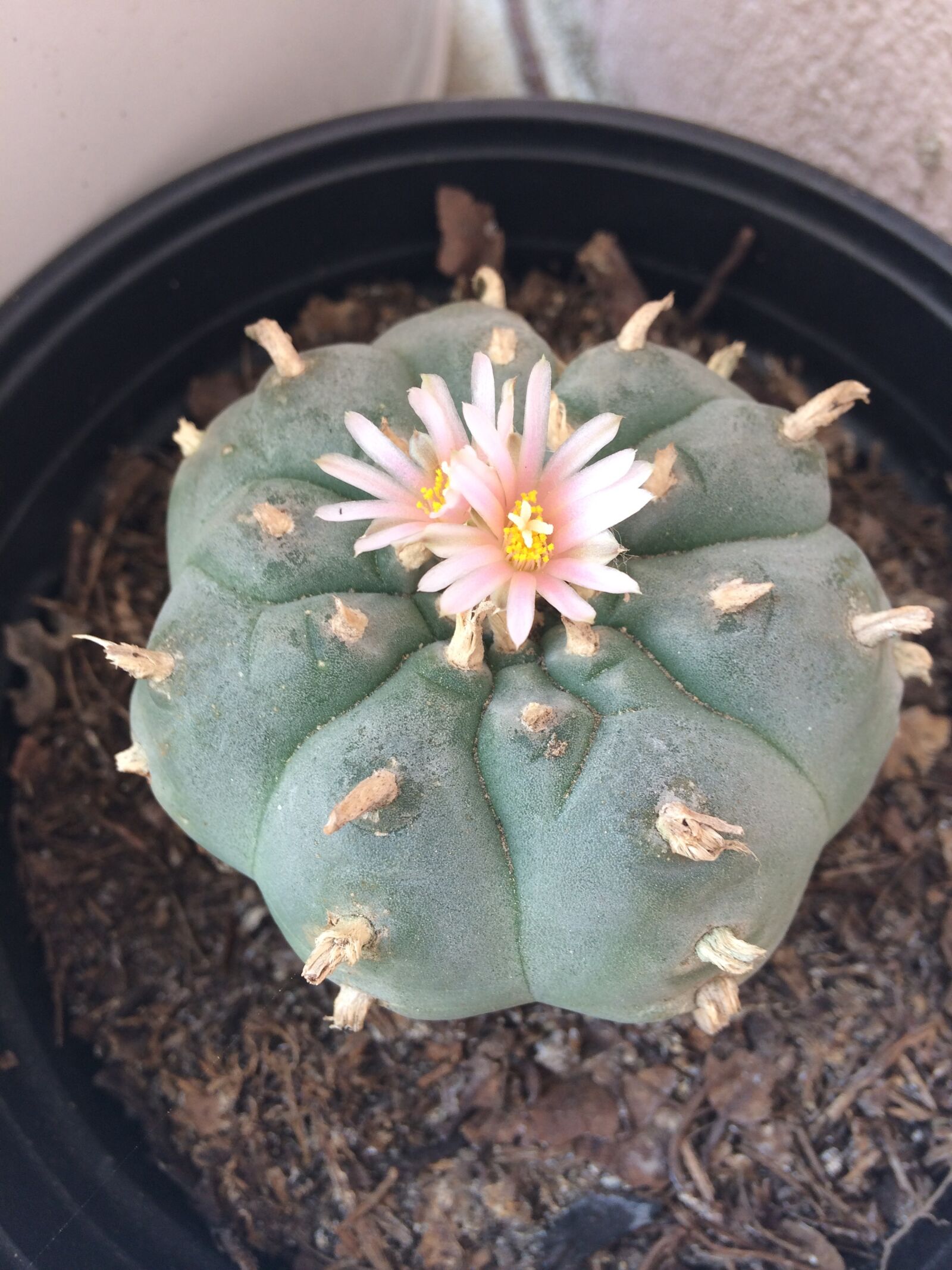 iPhone 5s back camera 4.15mm f/2.2 sample photo. Peyote, cactus, wild photography